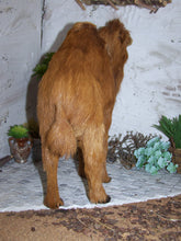 Lade das Bild in den Galerie-Viewer, Kamel groß, stehend, Felltier - Biblische Erzählfiguren