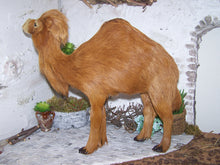 Lade das Bild in den Galerie-Viewer, Kamel groß, stehend, Felltier - Biblische Erzählfiguren